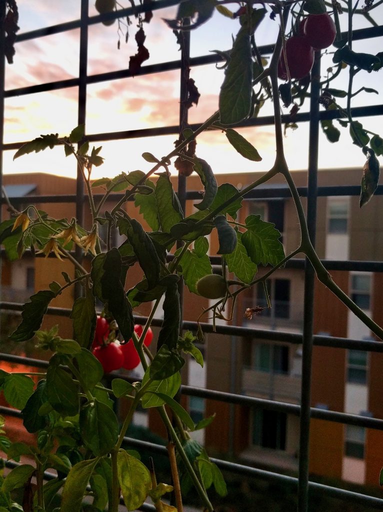 balcony-morning-view-with-tomatoes-2